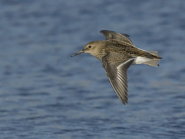 Suosirri, Dunlin, Calidris alpina
